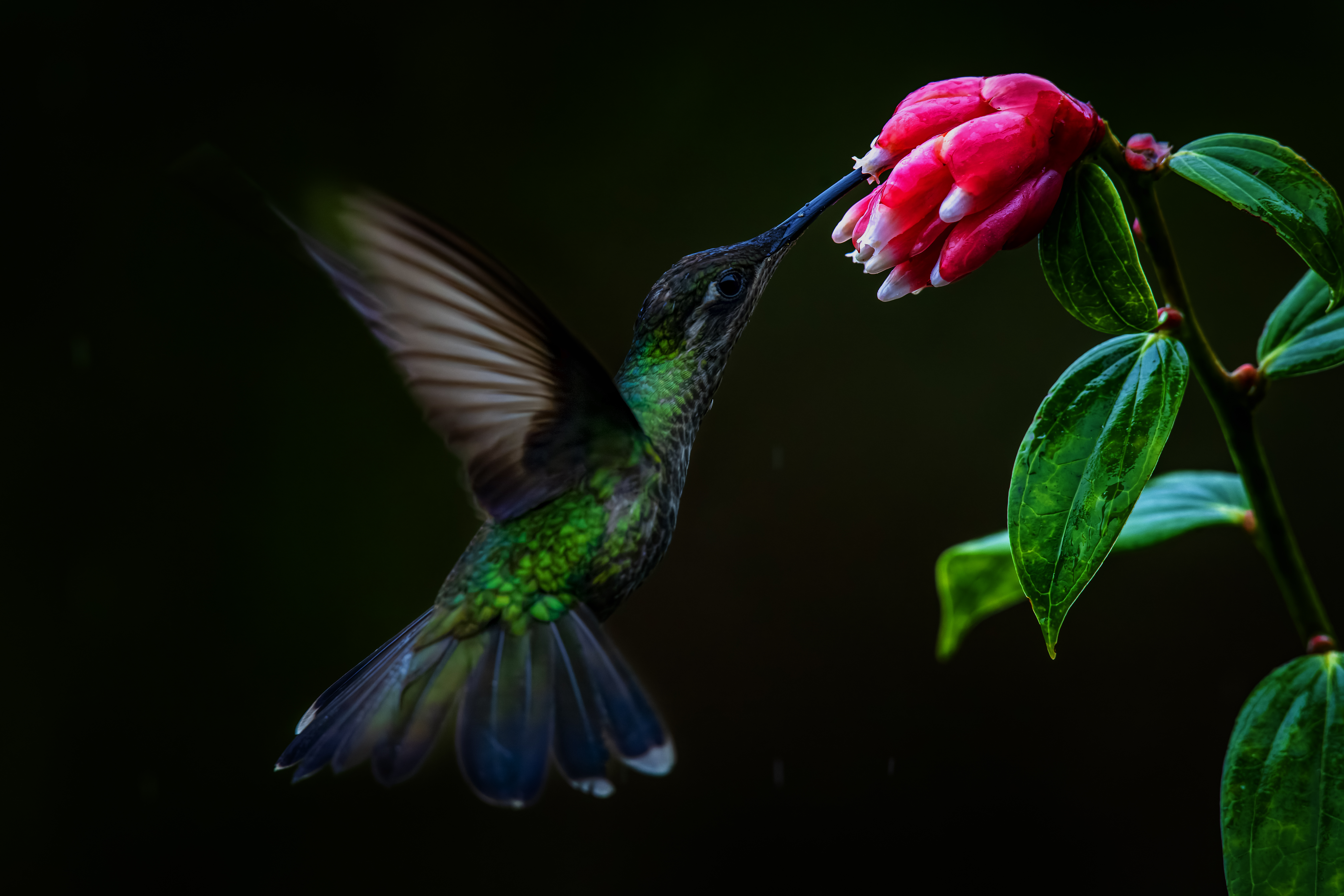 Reforestación de Áreas Protegidas